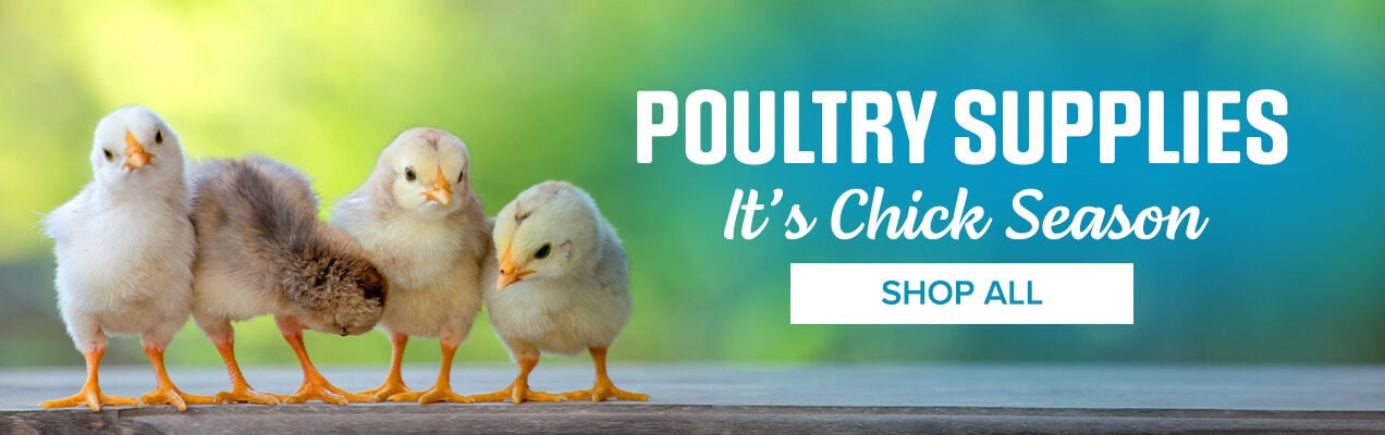 Poultry Supplies: It's Chick Season